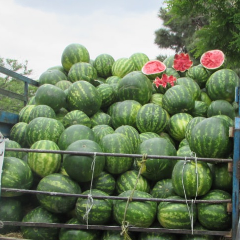 هندوانه، خربزه وانتی